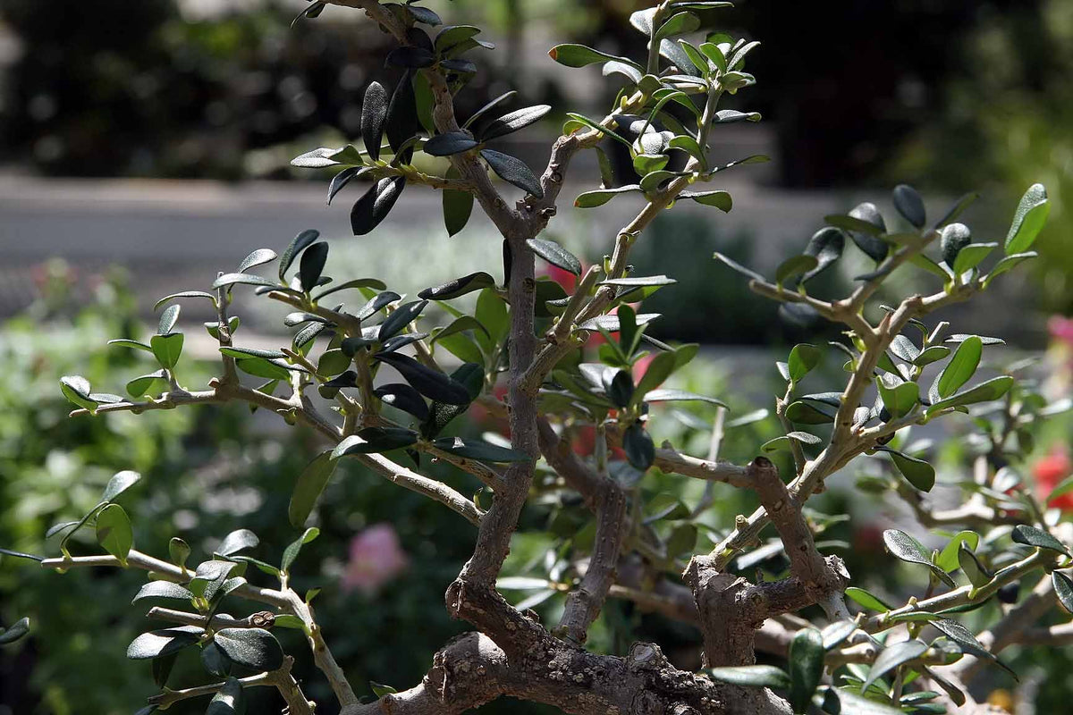 Mission olive tree photograph by David J. Stang, CC BY-SA 4.0; representative cultivar image.
