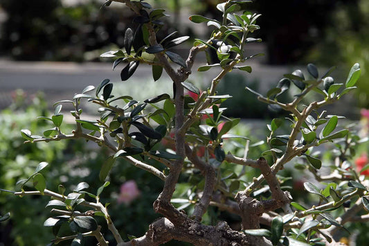 Mission olive tree photograph by David J. Stang, CC BY-SA 4.0; representative cultivar image.