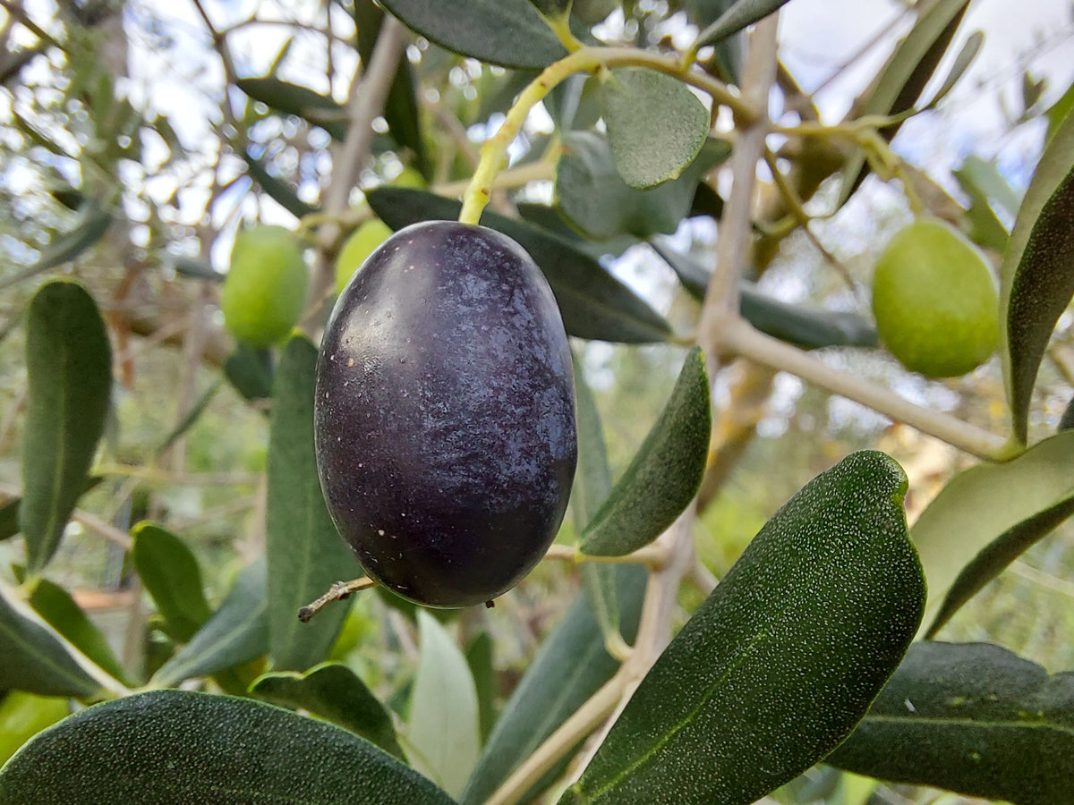 Frantoio cultivar olives photograph by PROPOLI87, CC BY-SA 4.0; representative tree fruit.