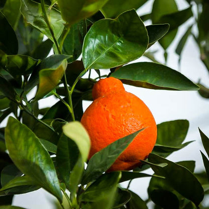 Minneola tangelo tree for a Southern California edible garden