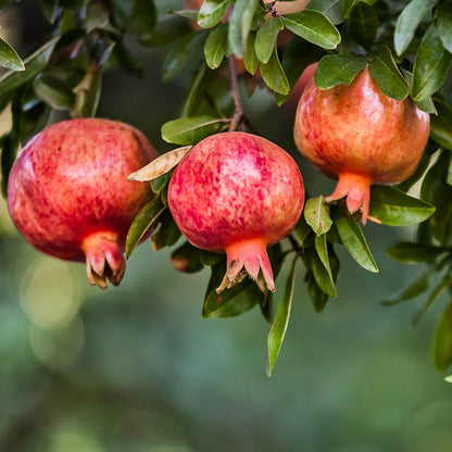Pomegranate tree option for the Family Fruit Yard 5-Pack