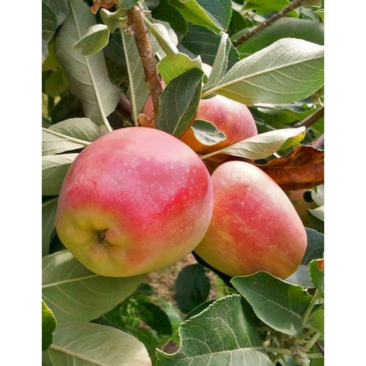 Anna Apple