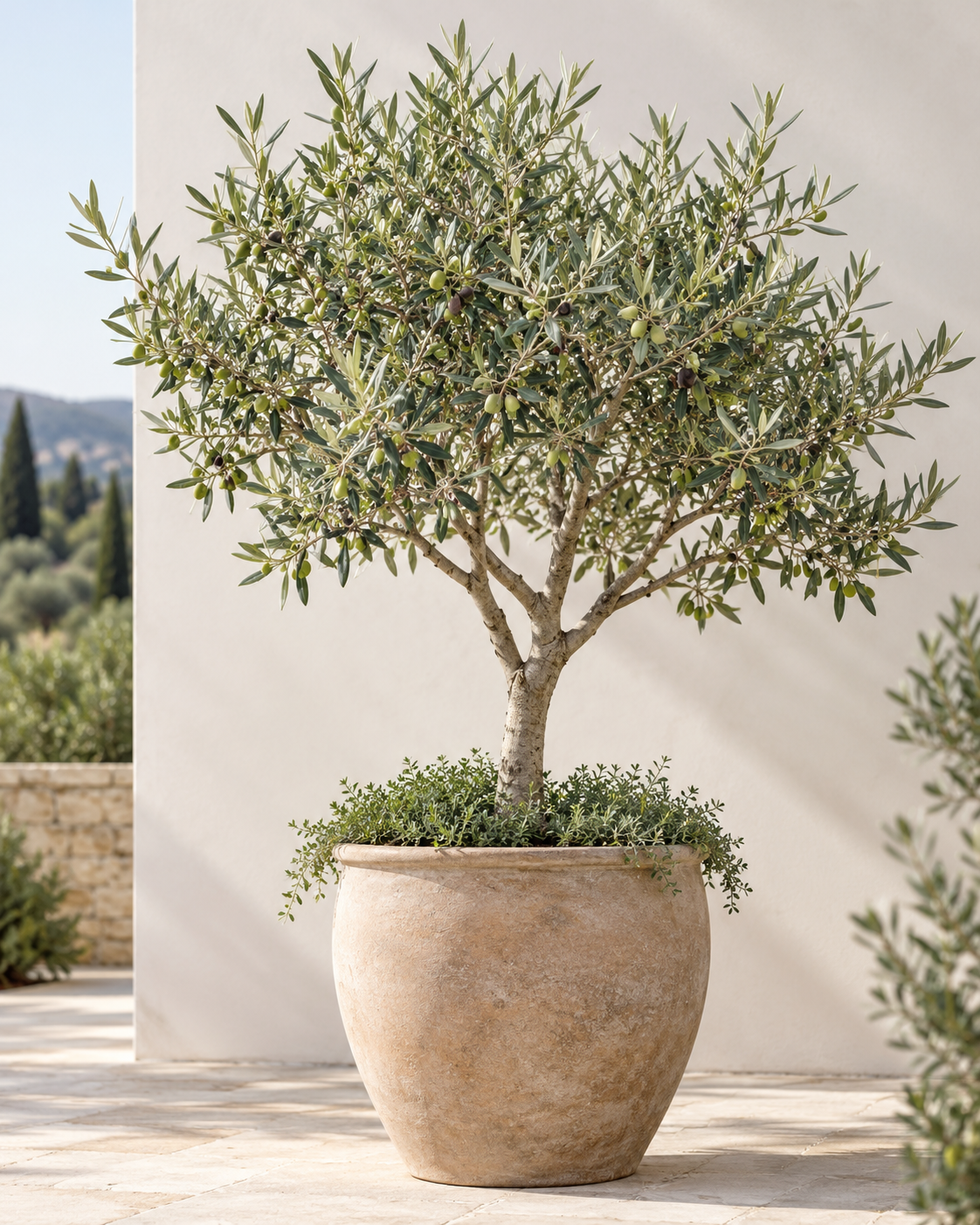 AI-generated illustrative olive tree image; not a photograph of the actual sale specimen or verified cultivar.