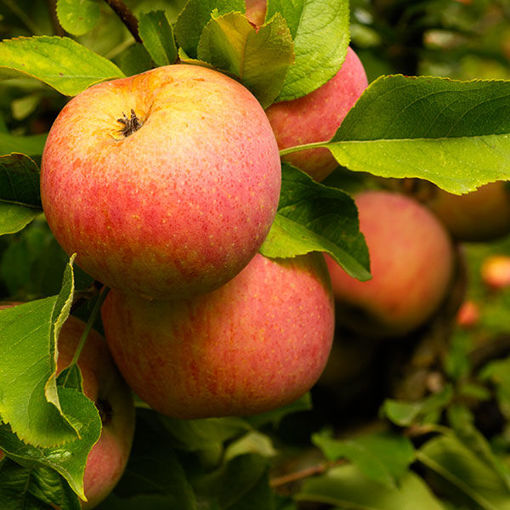 Fuji apple — representative photograph.