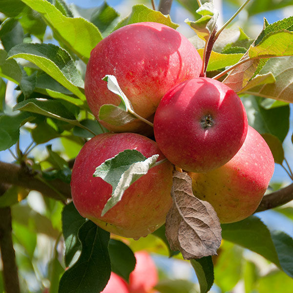 Gala apple — representative photograph.