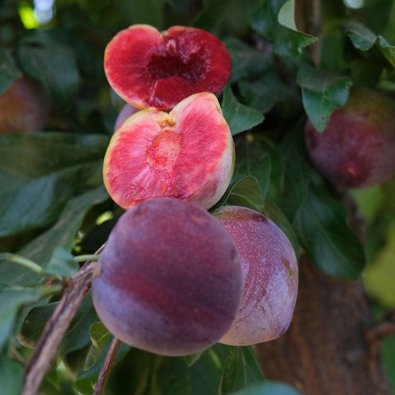 Satsuma plum — representative photograph.
