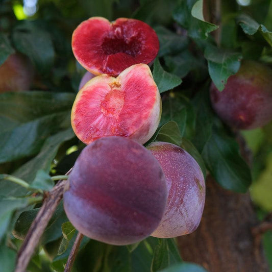 Satsuma plum — representative photograph.
