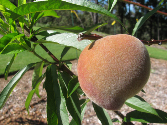 Tropic Snow peach — representative photograph.