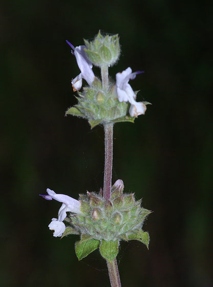 black sage