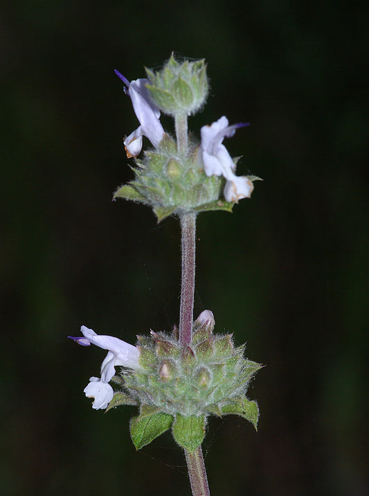 black sage
