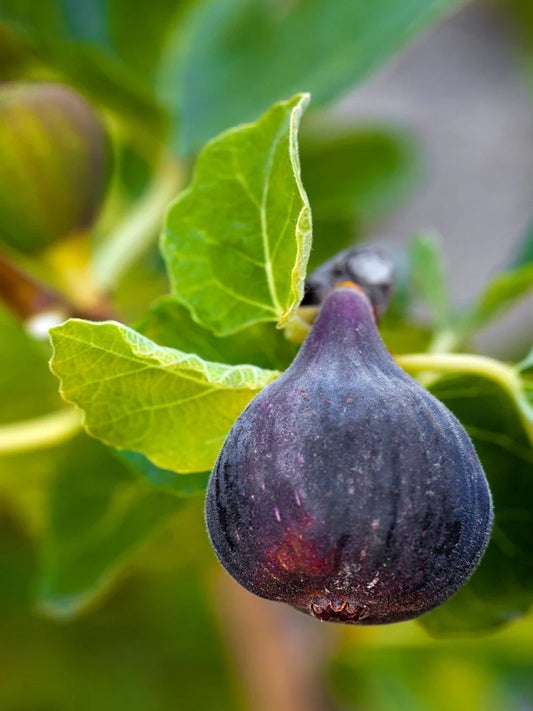Black Mission Fig