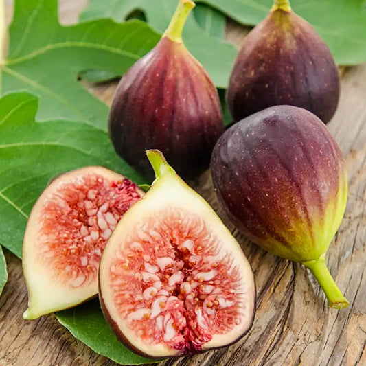 Brown Turkey Fig