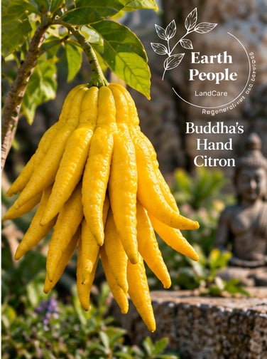 Buddha's Hand fingered citron botanical illustration showing yellow fingerlike citrus fruit, Earth People Landcare; not a photograph of the actual nursery specimen