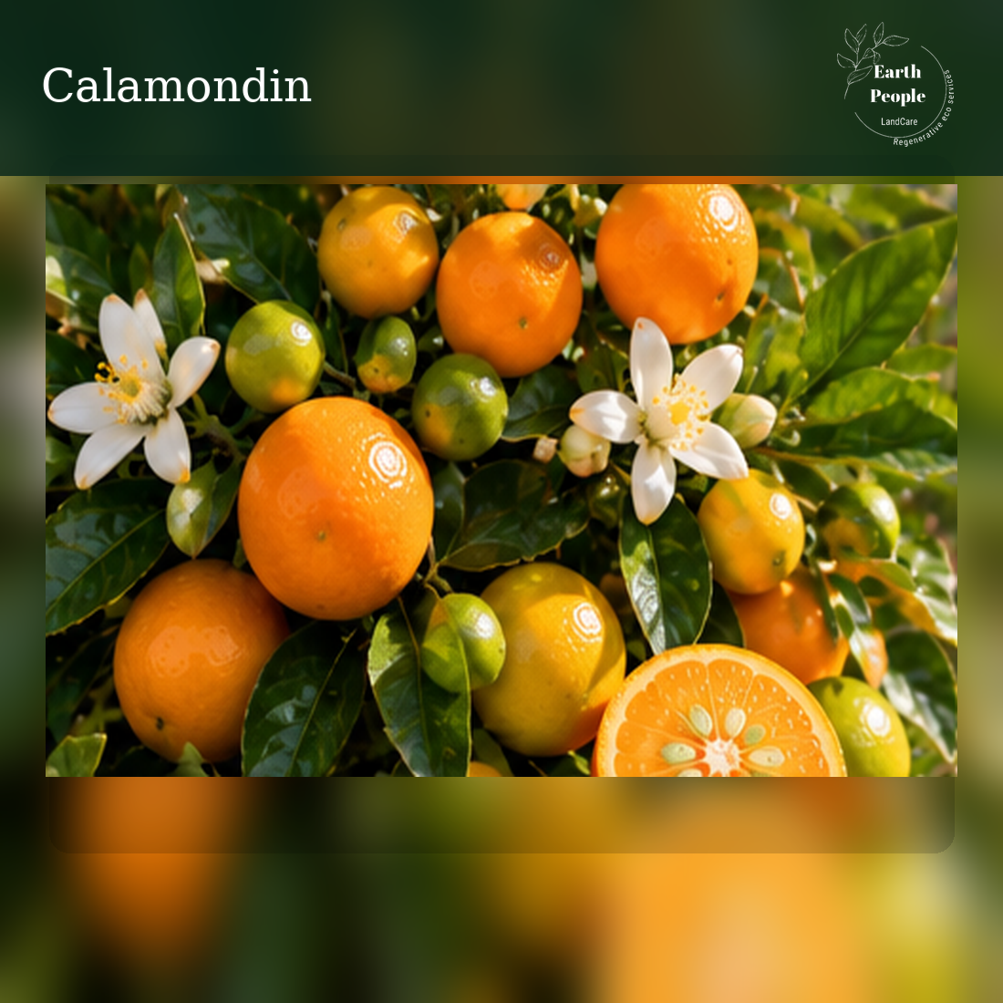 Calamondin calamansi (Citrus x microcarpa) botanical illustration with small orange fruit, cut citrus and foliage; Earth People Landcare. AI illustration, not actual nursery stock.