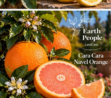 Cara Cara navel orange botanical illustration with rosy pink flesh and orange peel, Earth People Landcare; representative artwork, not an actual nursery tree