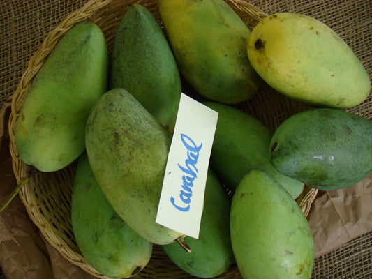 Verified Carabao mango fruit display, photo Asit K. Ghosh CC BY-SA 3.0; not actual nursery tree