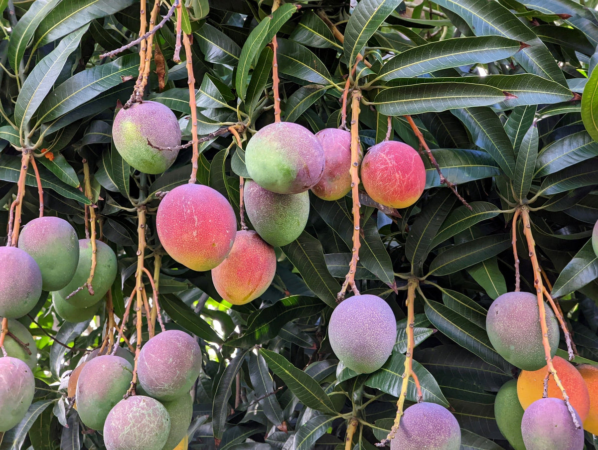 Clusters of mango fruit growing on tree, supplied for Carrie mango product