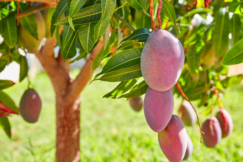 Mango fruit hanging among green leaves, supplied for Carrie mango product
