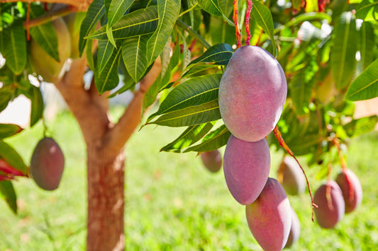 Mango fruit hanging among green leaves, supplied for Carrie mango product