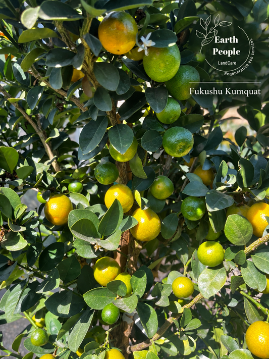 Changshou (Fukushu) kumquat fruit tree with green and ripening golden fruit — representative branded photo, Earth People LandCare