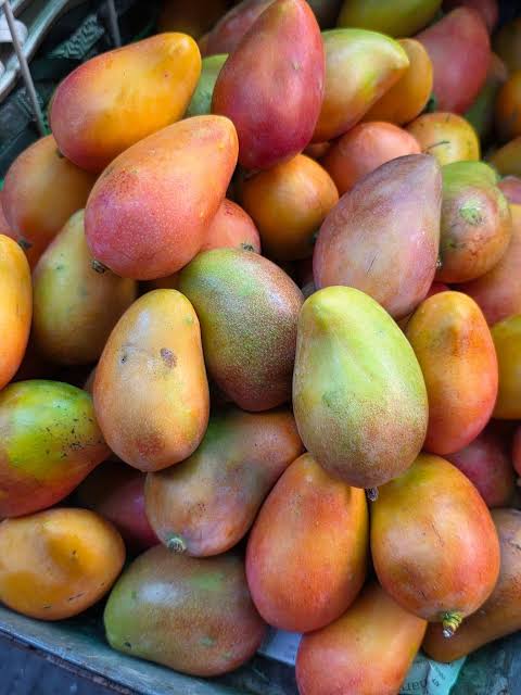 Harvested mangoes in assorted colors, supplied as Criollo mango imagery