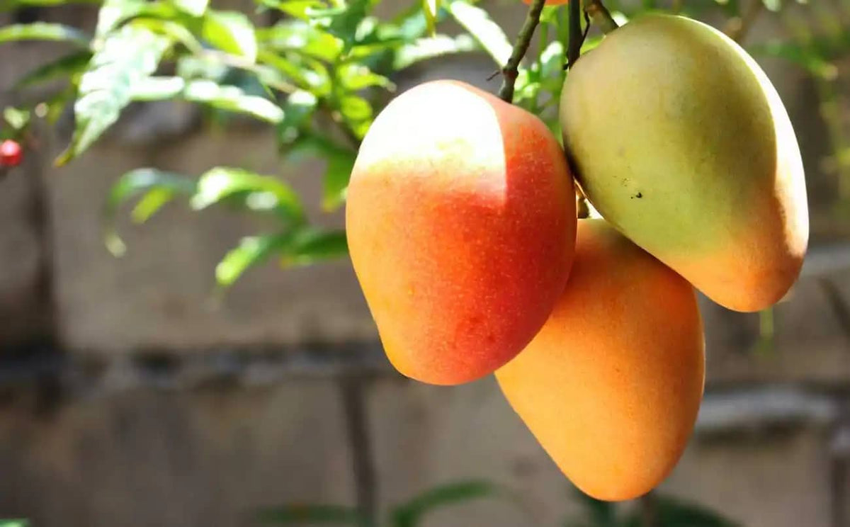 Mango fruit ripening on a tree, supplied as Criollo mango imagery