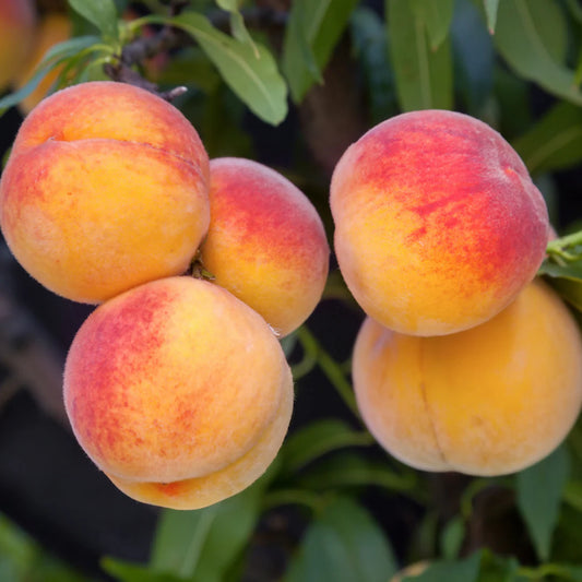 Desert Gold Peach