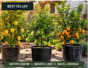 Three citrus trees for an Earth People Landcare backyard orchard package in South Orange County