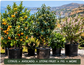 Five-tree backyard orchard package for South Orange County from Earth People Landcare