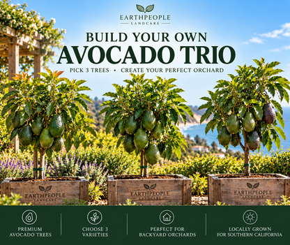 Earth People Landcare Build Your Own Avocado Trio, three avocado trees, illustrative package artwork