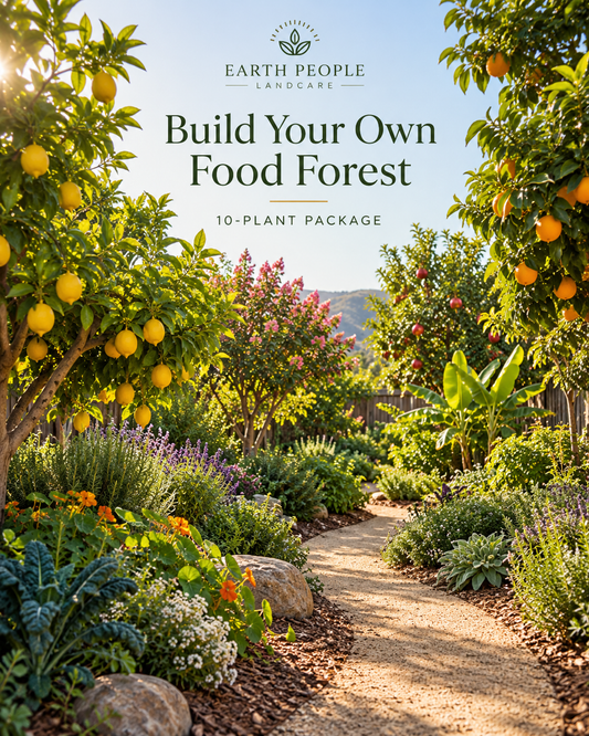 Illustrative lush natural edible garden with citrus and layered planting for Build Your Own 10-Plant Food Forest