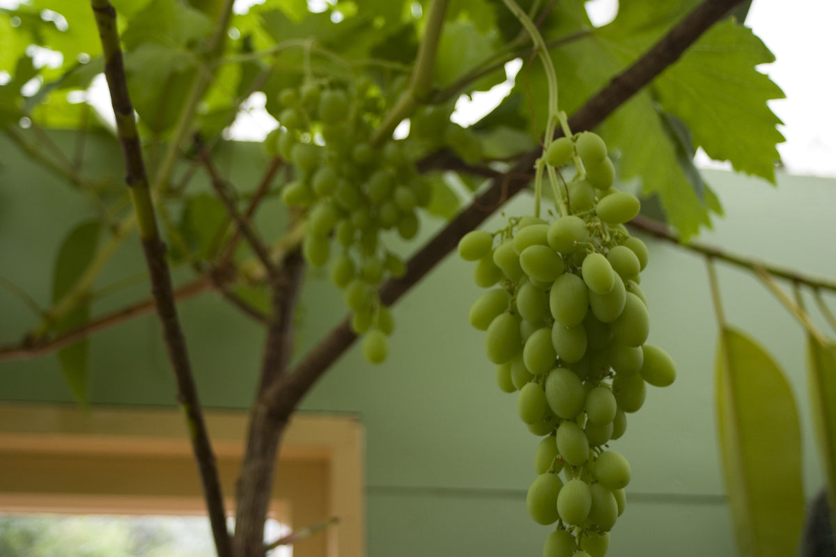 Representative green grape stock photograph, not exact Interlaken Seedless Grape cultivar or nursery vine
