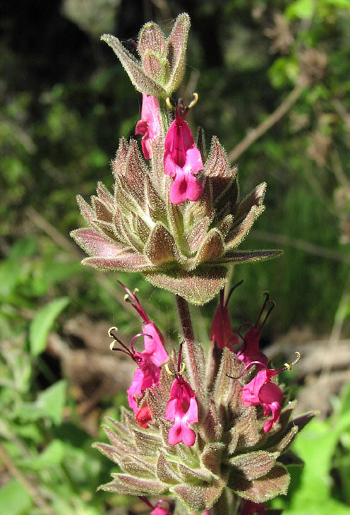 Hummingbird Sage (Salvia spathacea) botanical photograph, representative rather than individual nursery stock. Source: Wikimedia Commons.