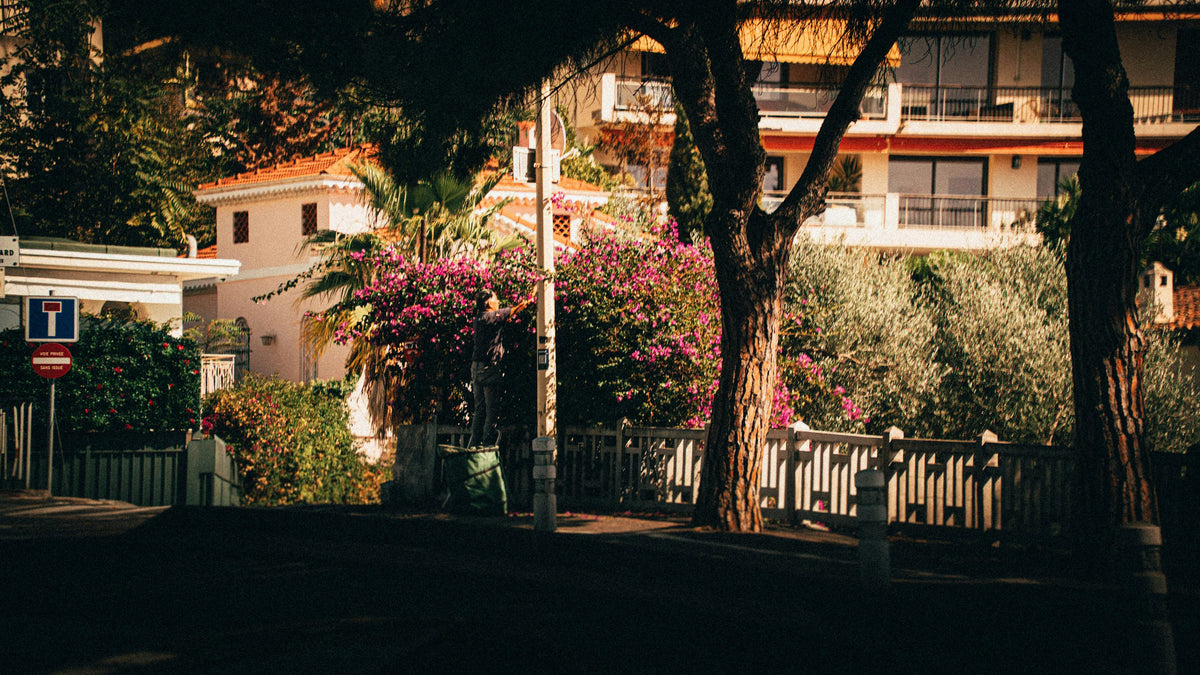 Professional residential landscape maintenance with mature flowering plants and a gardener at work