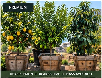 Premium mature fruit tree orchard package with three 24-inch box trees in South Orange County