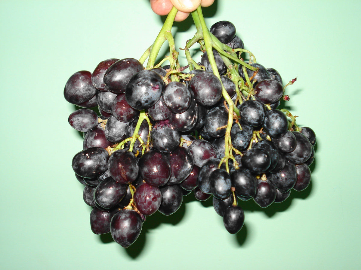 Representative dark grape stock photograph, not exact Autumn Royal Seedless Grape cultivar or nursery vine