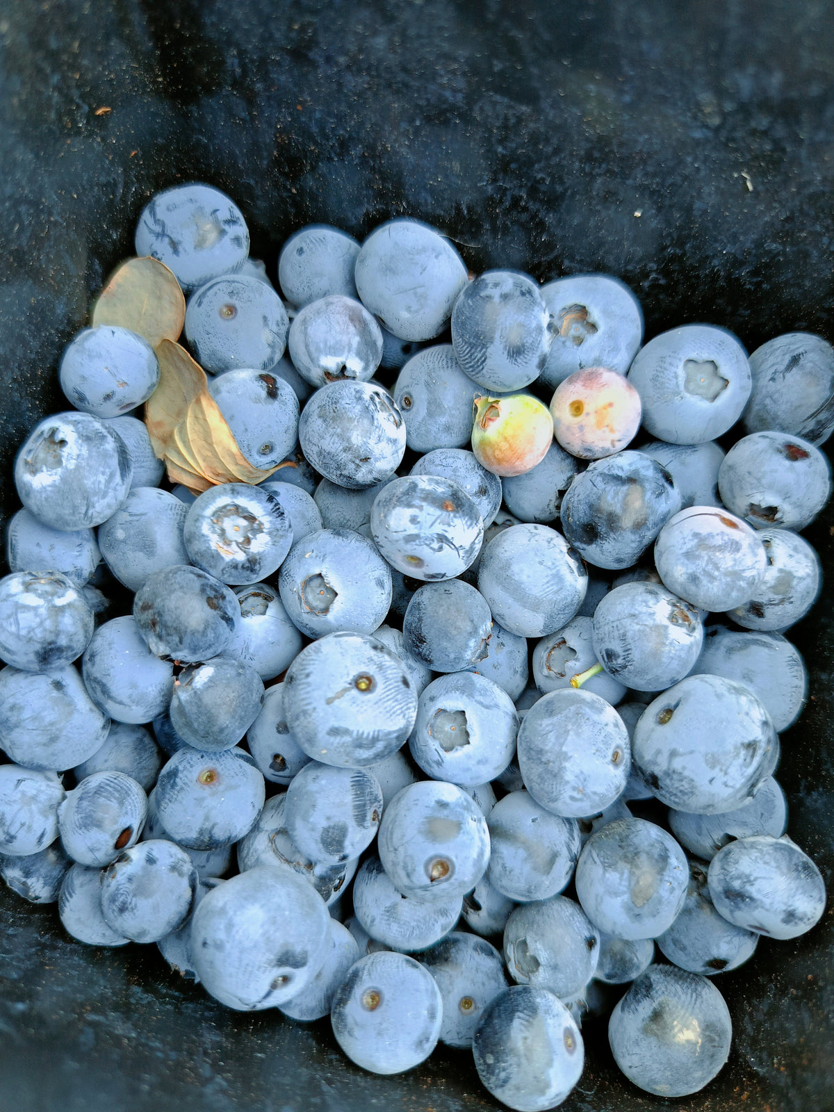 Generic blueberry stock photo not depicting Blueray cultivar or specific tree