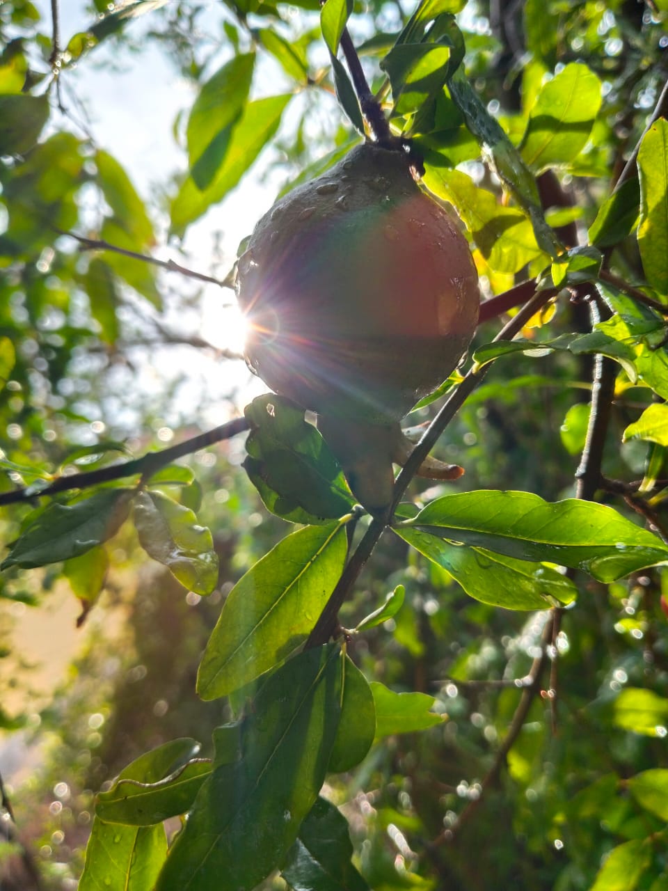 Generic pomegranate stock photo; illustrative only, NOT confirmed as Ambrosia Pomegranate cultivar