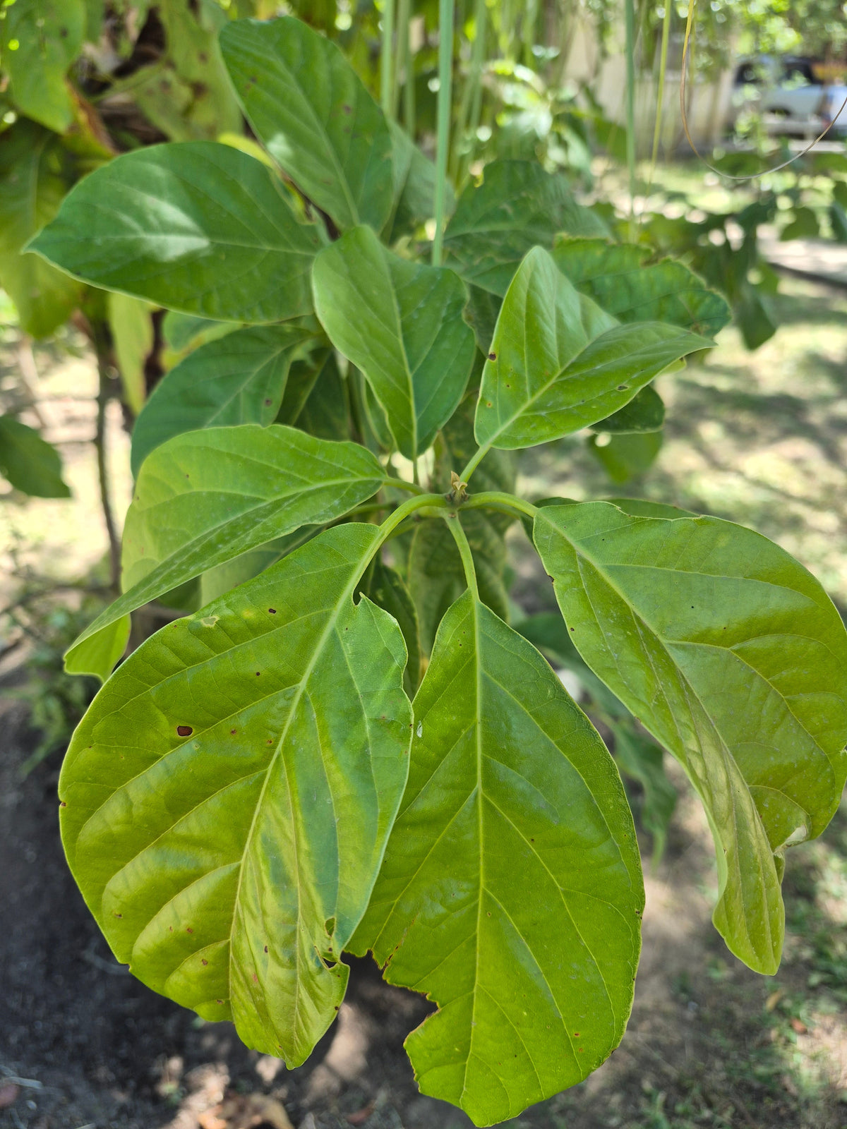 Representative avocado tree photograph for Choquette listing; cultivar not verified