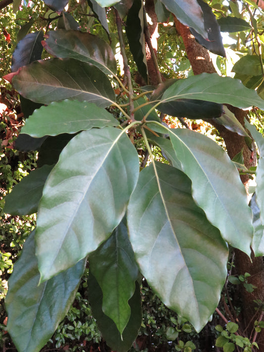 Representative avocado tree photograph for Holiday listing; cultivar not verified