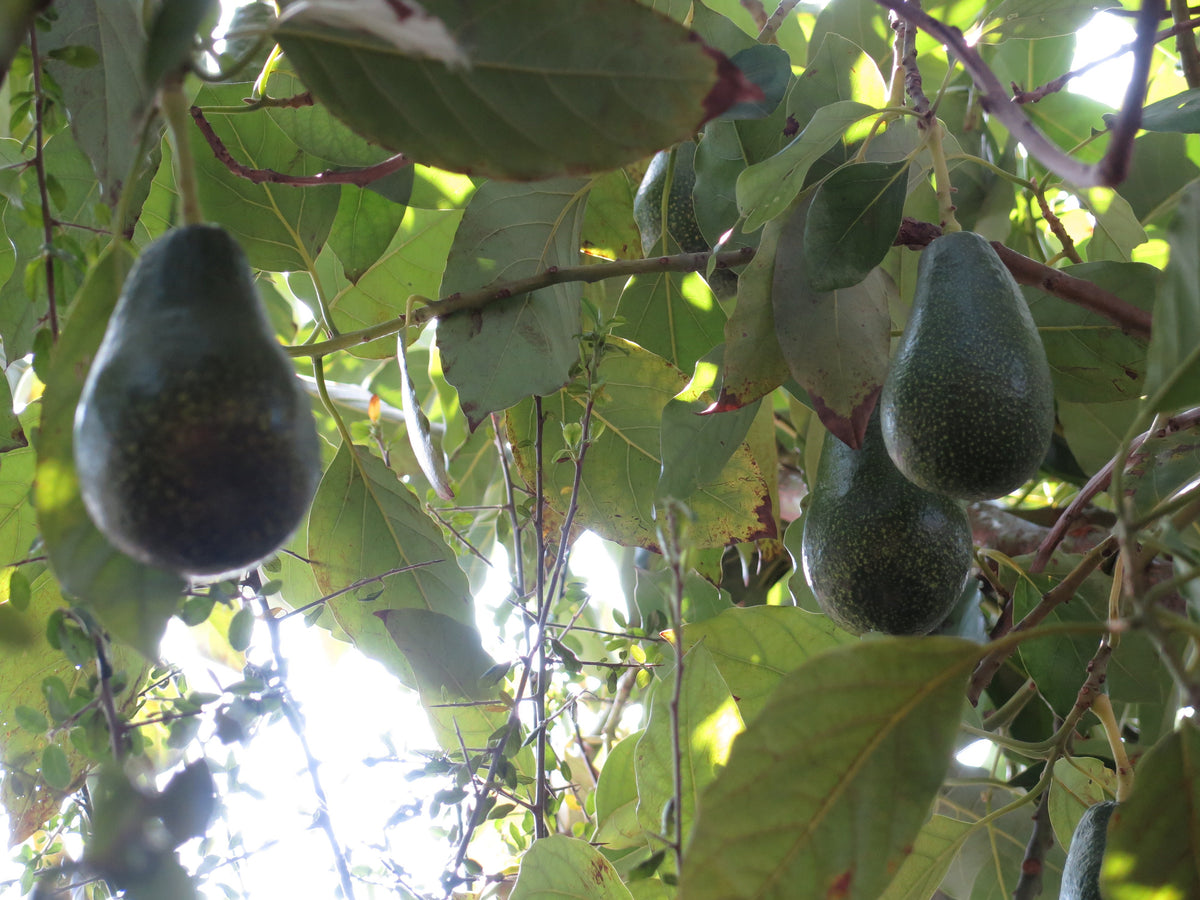 Representative avocado tree photograph for Mexicola listing; cultivar not verified