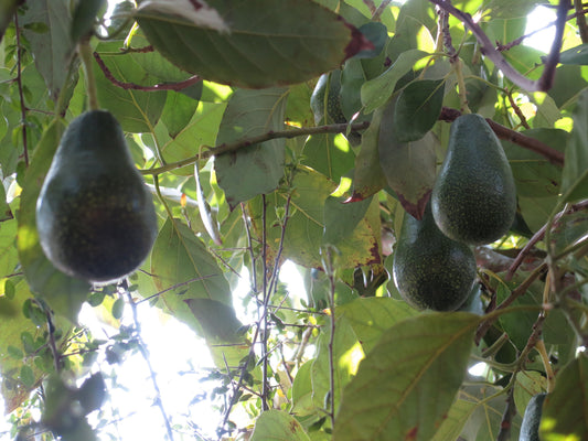 Representative avocado tree photograph for Mexicola listing; cultivar not verified