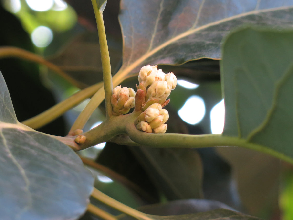Representative avocado tree photograph for Nabal listing; cultivar not verified