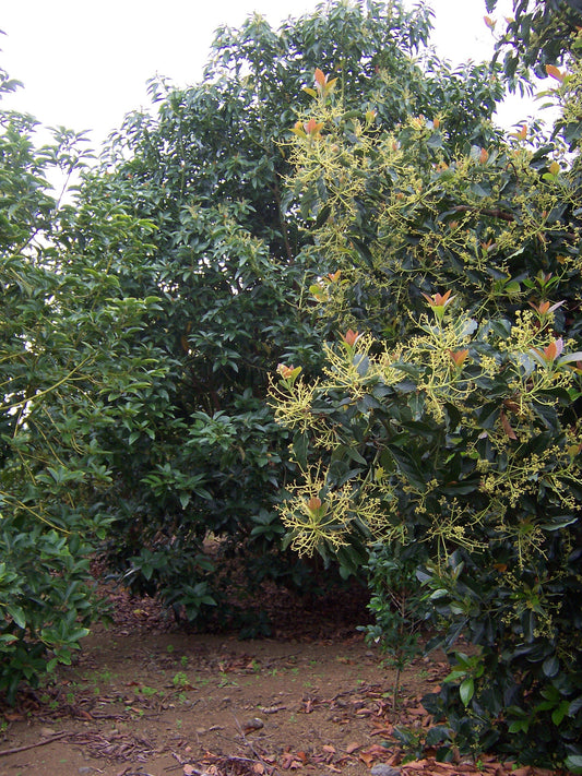 Representative avocado tree photograph for Reed listing; cultivar not verified