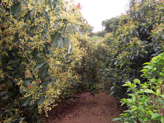 Representative avocado tree photograph for Jan Boyce listing; cultivar not verified