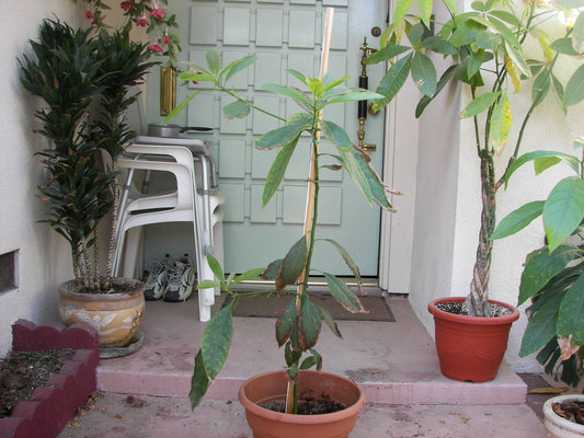 Representative avocado tree photograph for Don Gillogly listing; cultivar not verified