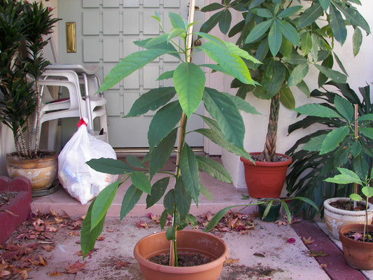 Representative avocado tree photograph for Sir Prize listing; cultivar not verified