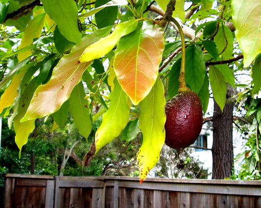Representative avocado tree photograph for Pinkerton listing; cultivar not verified
