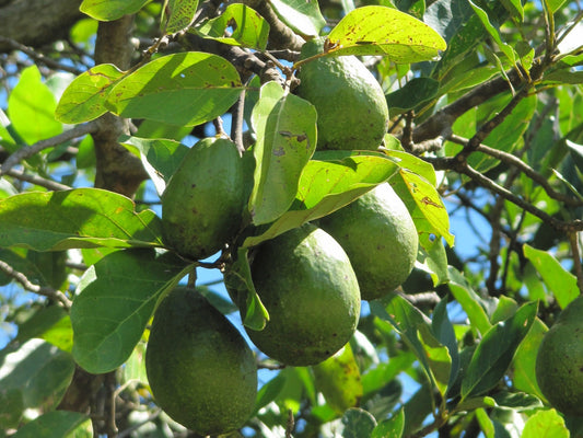 Representative avocado tree photograph for GEM listing; cultivar not verified