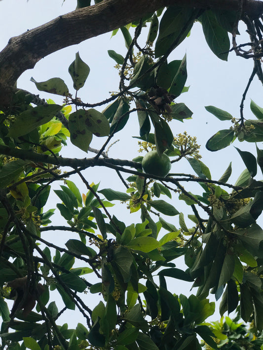 Representative avocado tree photograph for Gwen listing; cultivar not verified